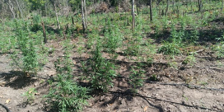 Polícia impede invasão de terra e encontra 5 mil pés de maconha em fazenda em Luciara