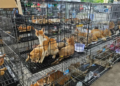 Rede que roubava gatos para consumo humano é desmantelada no Vietnã e centenas de animais são salvos