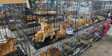 Rede que roubava gatos para consumo humano é desmantelada no Vietnã e centenas de animais são salvos