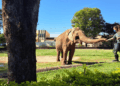 Justiça determina transferência de elefante 'Sandro' para santuário em MT