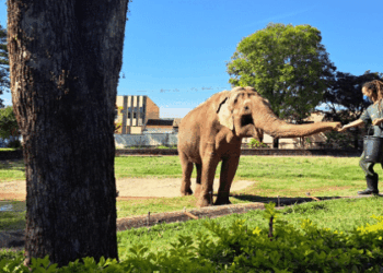 Justiça determina transferência de elefante 'Sandro' para santuário em MT