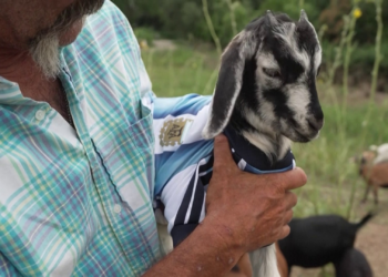 Messi, o melhor de todos os tempos? No futebol, talvez… em Kansas City, ele come grama; conheça o cabrito que ganhou nome do argentino