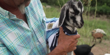 Messi, o melhor de todos os tempos? No futebol, talvez… em Kansas City, ele come grama; conheça o cabrito que ganhou nome do argentino