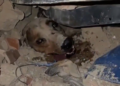 VÍDEO: Cachorro é resgatado em meio aos escombros após terremoto na Venezuela