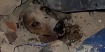 VÍDEO: Cachorro é resgatado em meio aos escombros após terremoto na Venezuela