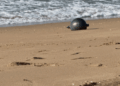 Agência espacial da Austrália aponta origem de 'bolas espaciais' em praias