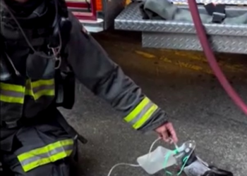 VÍDEO: Bombeiros levam oxigênio a pombo que passou mal por inalar fumaça nos EUA