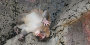 Sensação na internet, macaco Punch comemora seu 1º aniversário e ganha centenas de cartões; FOTOS