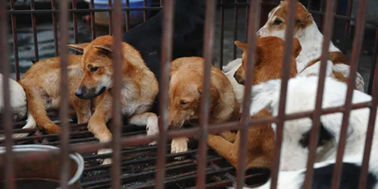 Coreia do Norte recomenda sopa de carne de cachorro para enfrentar onda de calor