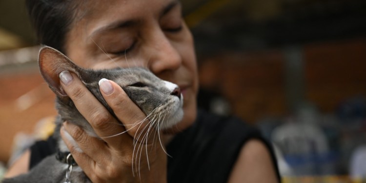 Sobreviventes reencontram animais de estimação após terremoto na Colômbia