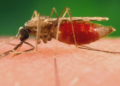 Mosquito que viajou de avião mata dois por malária na Alemanha