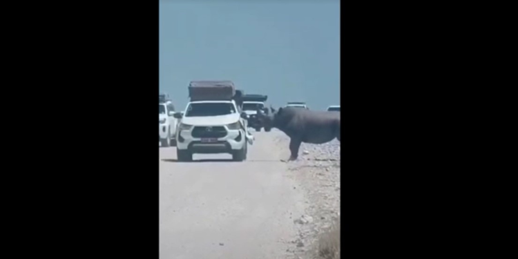 VÍDEO: Rinoceronte ameaçado de extinção é flagrado atacando carro com turistas durante safári