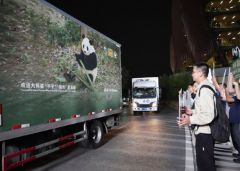 'Diplomacia do Panda' Após encontro de Xi e Trump, China envia dois pandas-gigantes para zoológico nos EUA