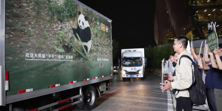 'Diplomacia do Panda' Após encontro de Xi e Trump, China envia dois pandas-gigantes para zoológico nos EUA