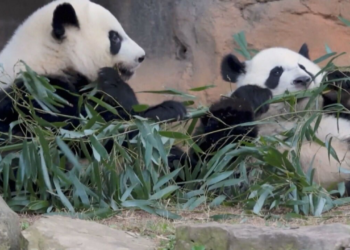 Entre Dois Mundos: a diplomacia panda em meio à corrida tecnológica
