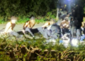 Como fazendeira ajudou polícia a prender suspeitos de ataque a base militar no Reino Unido