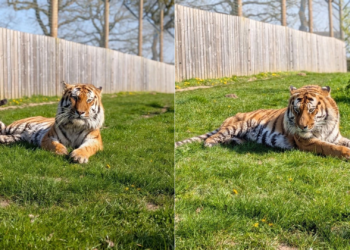 Homem fica em estado grave após entrar em jaula de tigre em zoológico no Reino Unido
