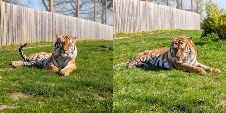 Homem morre após entrar em jaula de tigre em zoológico no Reino Unido