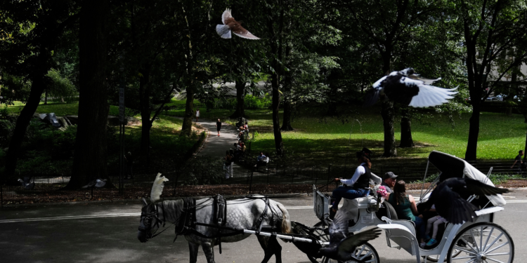 Nova York quer proibir passeios de carruagem no Central Park após morte de adolescente