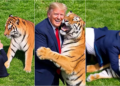 Trump publica vídeo de IA em que aparece brincando com tigre após ataque fatal na Inglaterra